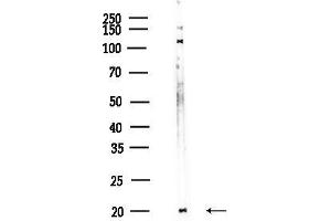 anti-NADH Dehydrogenase (Ubiquinone) 1 beta Subcomplex, 6, 17kDa (NDUFB6) (Internal Region) antibody