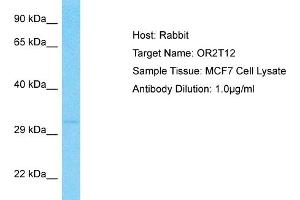 Host: Rabbit Target Name: OR2T12 Sample Type: MCF7 Whole Cell lysates Antibody Dilution: 1. (OR2T12 antibody  (C-Term))
