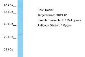 OR2T12 antibody  (C-Term)