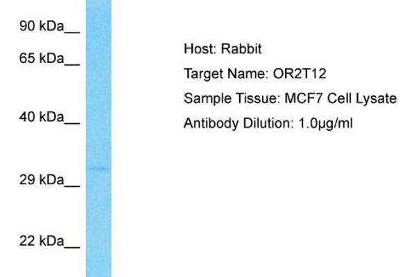 OR2T12 antibody  (C-Term)