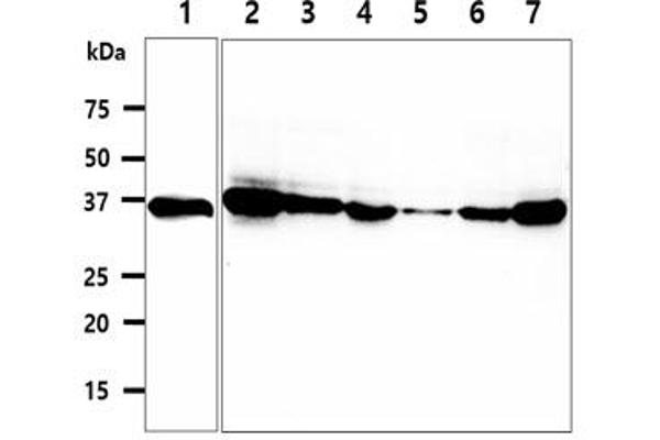 CPOX antibody  (AA 111-454)