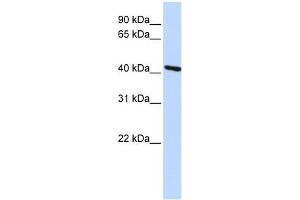 Image no. 1 for anti-Tropomodulin 3 (TMOD3) antibody (ABIN632188) (TMOD3 antibody)
