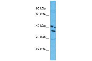 Western Blotting (WB) image for anti-Olfactory Receptor, Family 13, Subfamily J, Member 1 (OR13J1) (C-Term) antibody (ABIN2447590) (OR13J1 antibody  (C-Term))