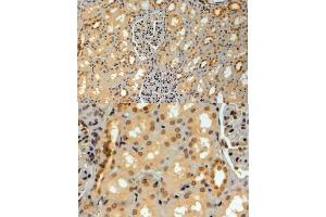 ABIN184949 (4µg/ml) staining of paraffin embedded Human Kidney.