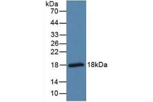 Detection of PTN in Mouse Brain Tissue using Polyclonal Antibody to Pleiotrophin (PTN) (Pleiotrophin antibody  (AA 33-168))