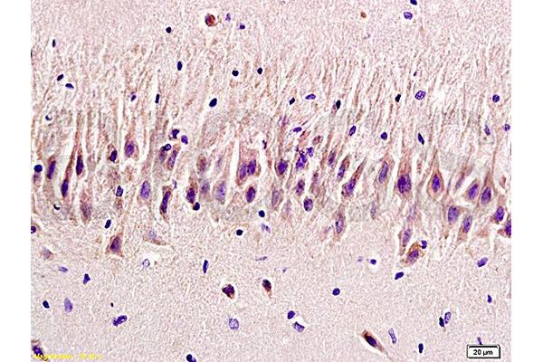 HTR2A antibody  (AA 65-160)