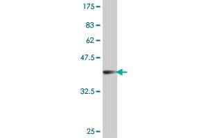 Western Blot detection against Immunogen (38. (CHAD antibody  (AA 251-359))