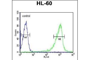 CZA1 Antibody (N-term) 7488a flow cytometric analysis of HL-60 cells (right histogram) compared to a negative control cell (left histogram). (CAPZA1 antibody  (N-Term))