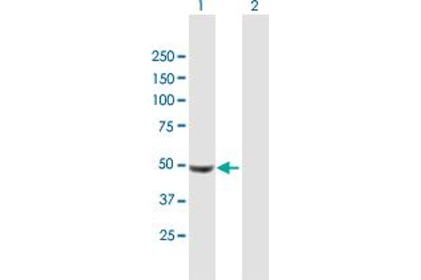UCKL1 antibody  (AA 1-419)