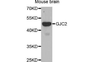 Western blot analysis of extracts of mouse brain, using GJC2 antibody (ABIN5971490) at 1/500 dilution. (GJC2 antibody)