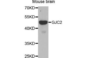 Western blot analysis of extracts of mouse brain, using GJC2 antibody (ABIN5971490) at 1/500 dilution.
