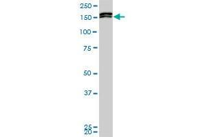MLLT10 monoclonal antibody (M01), clone 6H8. (MLLT10 antibody  (AA 695-793))