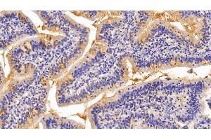 Detection of MUC2 in Porcine Small intestine Tissue using Polyclonal Antibody to Mucin 2 (MUC2) (MUC2 antibody  (AA 36-351))