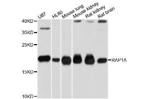 Western blot analysis of extracts of various cell lines, using RAP1A antibody. (RAP1A antibody  (AA 50-150))