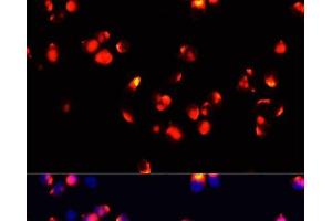 Immunofluorescence analysis of HeLa cells using FXN / FRataxin Polyclonal Antibody at dilution of 1:100 (40x lens). (Frataxin antibody)