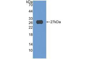 Western blot analysis of recombinant Human ADAM17. (ADAM17 antibody  (AA 226-473))