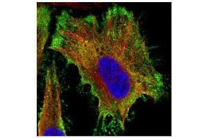 ICC/IF Image Confocal immunofluorescence analysis (Olympus FV10i) of paraformaldehyde-fixed HeLa, using PP2A alpha, antibody (Green) at 1:500 dilution. (PPP2CA antibody  (C-Term))