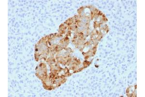 Formalin-fixed, paraffin-embedded human Pancreas stained with Chromogranin A Rabbit Recombinant Monoclonal Ab (CHGA/1731R). (Recombinant Chromogranin A antibody)