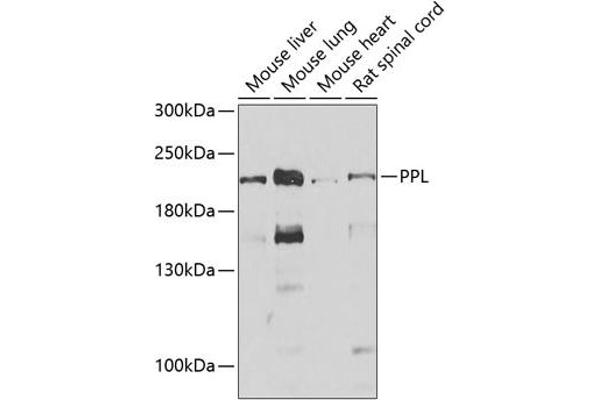 PPL antibody  (AA 1-130)