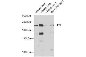 PPL Antikörper  (AA 1-130)