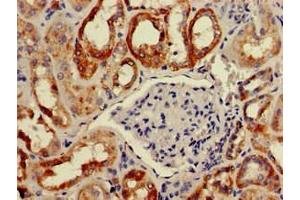 Immunohistochemistry of paraffin-embedded human kidney tissue using ABIN7145729 at dilution of 1:100 (BAIAP2 antibody  (AA 123-368))