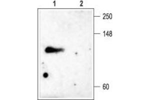 Western blot analysis of rat brain membranes: - 1. (Kv3.4 antibody  (Intracellular, N-Term))
