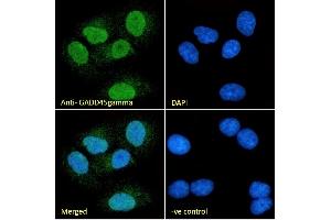 (ABIN334406) Immunofluorescence analysis of paraformaldehyde fixed A549 cells, permeabilized with 0. (GADD45G antibody  (Internal Region))