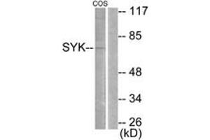 Western Blotting (WB) image for anti-Spleen tyrosine Kinase (SYK) (AA 491-540) antibody (ABIN2888611) (SYK antibody  (AA 491-540))