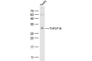 Mouse testis lysates probed with TNFSF18 Polyclonal Antibody, Unconjugated  at 1:500 dilution and 4˚C overnight incubation. (TNFSF18 antibody  (AA 101-199))