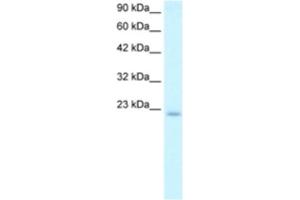 Western Blotting (WB) image for anti-Polymerase (DNA Directed), epsilon 3 (p17 Subunit) (POLE3) antibody (ABIN2460641) (POLE3 antibody)