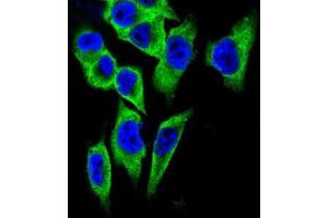Immunofluorescence (IF) image for anti-Lactate Dehydrogenase A (LDHA) antibody (ABIN2997387)