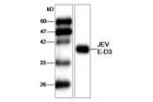 Image no. 1 for anti-Japanese Encephalitis Virus (JEV) (AA 291-402) antibody (ABIN791590) (Japanese Encephalitis Virus (JEV) (AA 291-402) antibody)