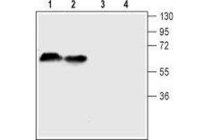 SLC6A4 antibody  (4th Extracellular Loop)
