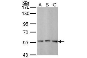 WB Image Sample (30 ug of whole cell lysate) A: Hela B: Hep G2 , C: Molt-4 , 7. (Fgr antibody  (C-Term))