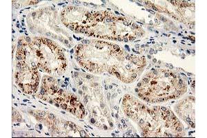 Immunohistochemical staining of paraffin-embedded Human Kidney tissue using anti-NAPEPLD mouse monoclonal antibody. (NAPEPLD antibody)