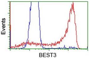 HEK293T cells transfected with either RC218436 overexpress plasmid (Red) or empty vector control plasmid (Blue) were immunostained by anti-BEST3 antibody (ABIN2452806), and then analyzed by flow cytometry. (Bestrophin 3 antibody)