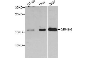 Western blot analysis of extracts of various cell lines, using GEMIN6 antibody (ABIN5997788) at 1:3000 dilution.