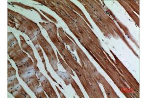 Immunohistochemistry (IHC) analysis of paraffin-embedded Mouse Muscle, antibody was diluted at 1:100. (alpha-SMA (C-Term) antibody)
