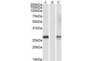 Western Blotting (WB) image for anti-DPY30 Domain Containing 1 (DYDC1) (Internal Region) antibody (ABIN2464597)