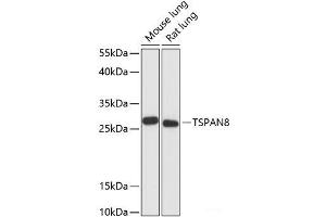 Western blot analysis of extracts of various cell lines using TSPAN8 Polyclonal Antibody at dilution of 1:3000. (Tspan-8 antibody)