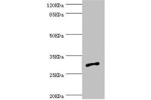 Western blot All lanes: AGPAT2 antibody at 1. (AGPAT2 antibody  (AA 199-278))