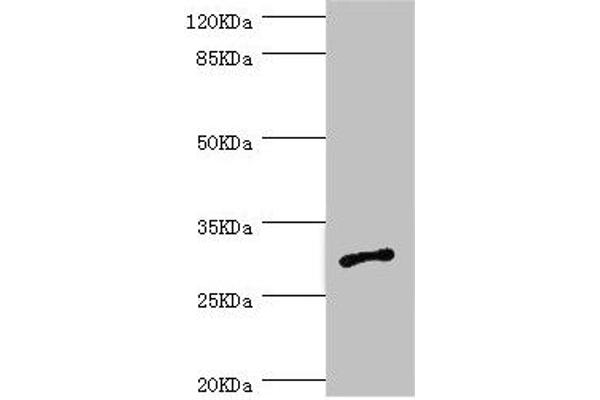 AGPAT2 antibody  (AA 199-278)