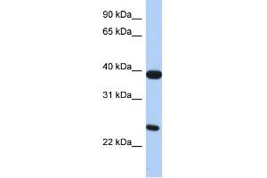 WB Suggested Anti-GPR15 Antibody Titration:  0. (GPR15 antibody  (N-Term))