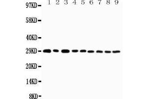Western Blotting (WB) image for anti-Tumor Necrosis Factor Receptor Superfamily, Member 4 (TNFRSF4) (AA 29-47), (N-Term) antibody (ABIN3042883) (TNFRSF4 antibody  (N-Term))