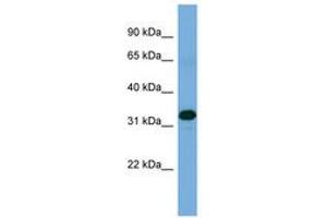 Image no. 1 for anti-Zinc Finger Protein 511 (ZNF511) (AA 179-228) antibody (ABIN6745645) (ZNF511 antibody  (AA 179-228))