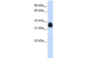 WB Suggested Anti-SCYE1 Antibody Titration:  0.