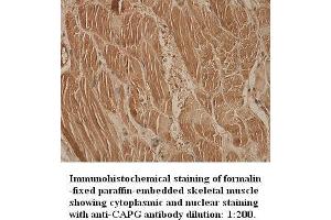 Image no. 1 for anti-Capping Protein (Actin Filament), Gelsolin-Like (CAPG) antibody (ABIN6583479) (CAPG antibody)