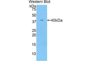 Western Blotting (WB) image for anti-Complement Component C7 (C7) (AA 725-838) antibody (ABIN1858199)