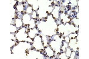 Immunohistochemistry of paraffin-embedded Mouse lung using CBX5 Polyclonal Antibody at dilution of 1:100 (40x lens). (CBX5 antibody)