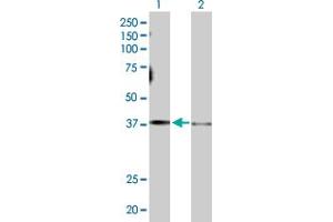 Western Blot analysis of GNAS expression in transfected 293T cell line by GNAS MaxPab polyclonal antibody. (GNAS antibody  (AA 1-394))